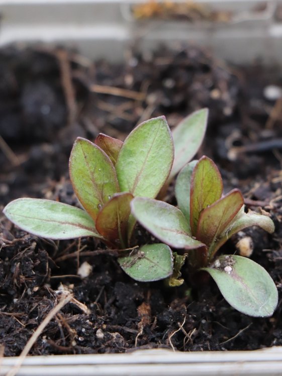 detail Plamenka 'Sweet Summer Red'