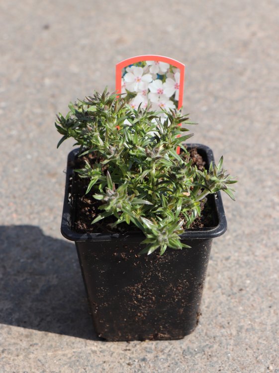 detail Plamenka ´Amazing Grace White With Eye'