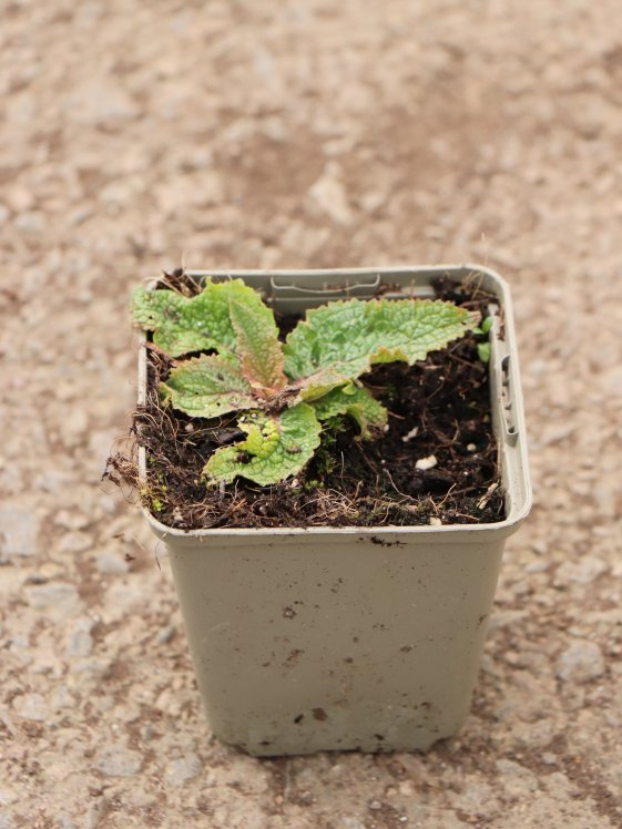 detail Divizna brunátná ´Rosetta´