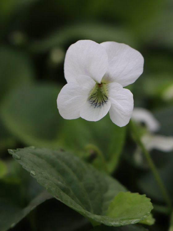 detail Violka ´Albiflora´
