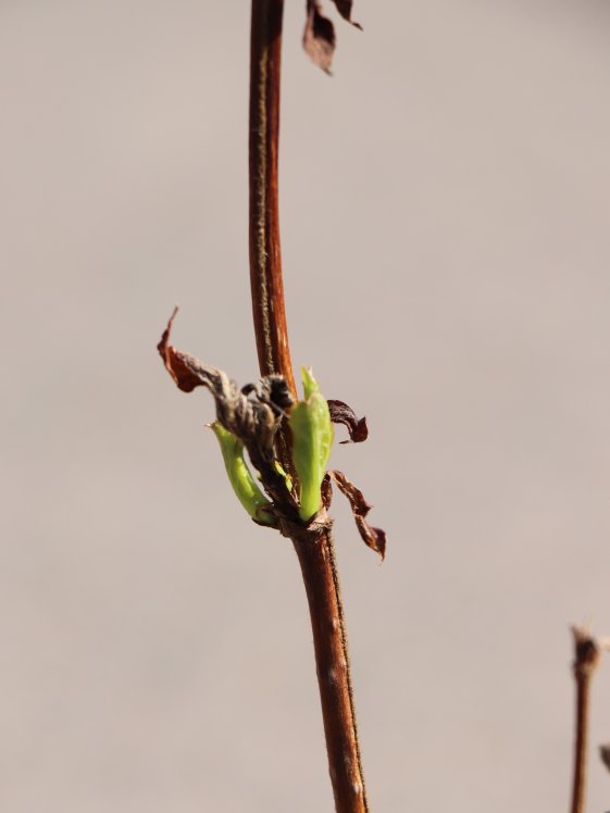 detail Vajgélie zkřížená 'Milk and Honey'