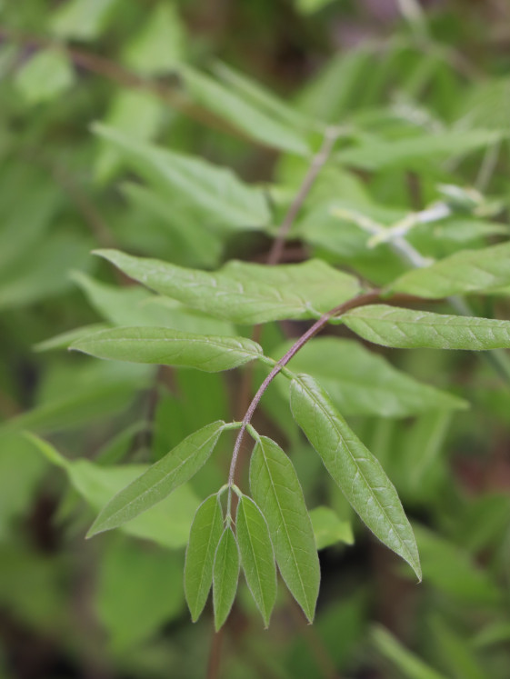 detail Vistárie květnatá 'Macrobotrys'