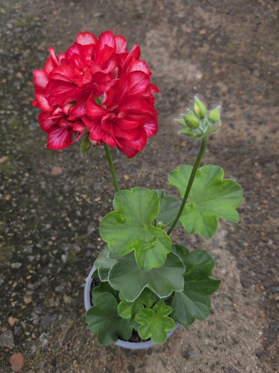 detail Muškát - Pelargonie štítnatá 'Corriente Artic Red'