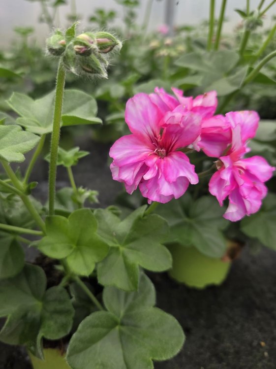detail Muškát - pelargonie štítnatá 'Corrirnte Pink Bicolor'