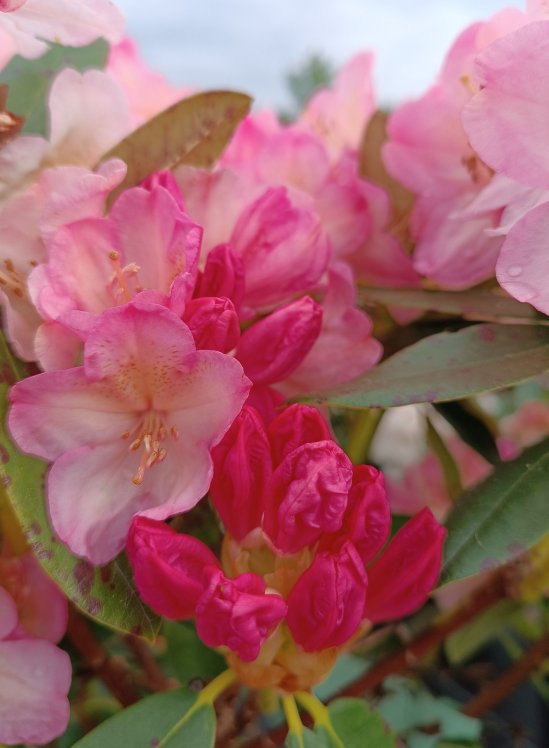 detail Rododendron 'Percy wiseman'