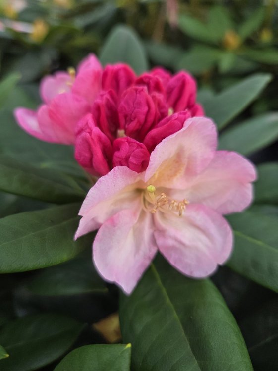 detail Rododendron 'Percy wiseman'