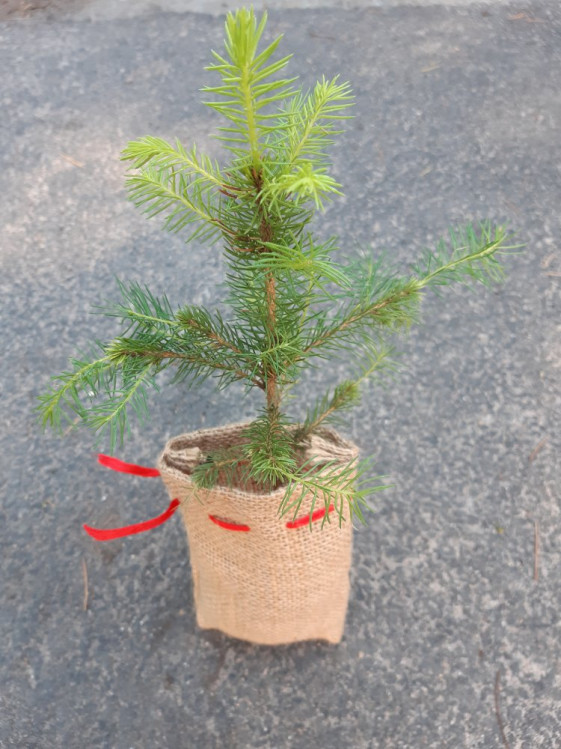 detail Dárkový obal z juty na rostliny 16x9 cm