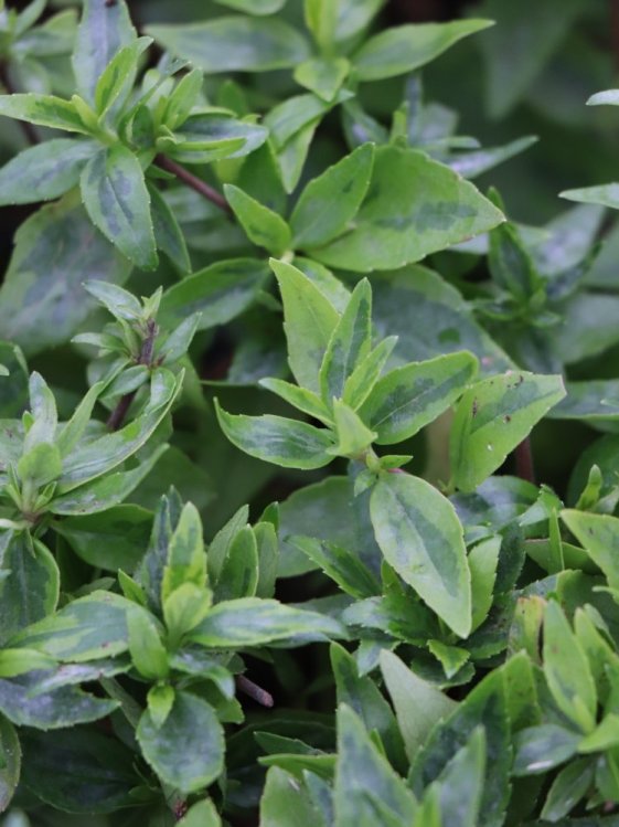 detail Abélie velkokvětá ´Kaleidoscope´®