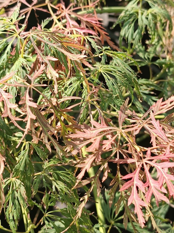 detail Javor dlanitolistý ´'iss. Rubrifolium'