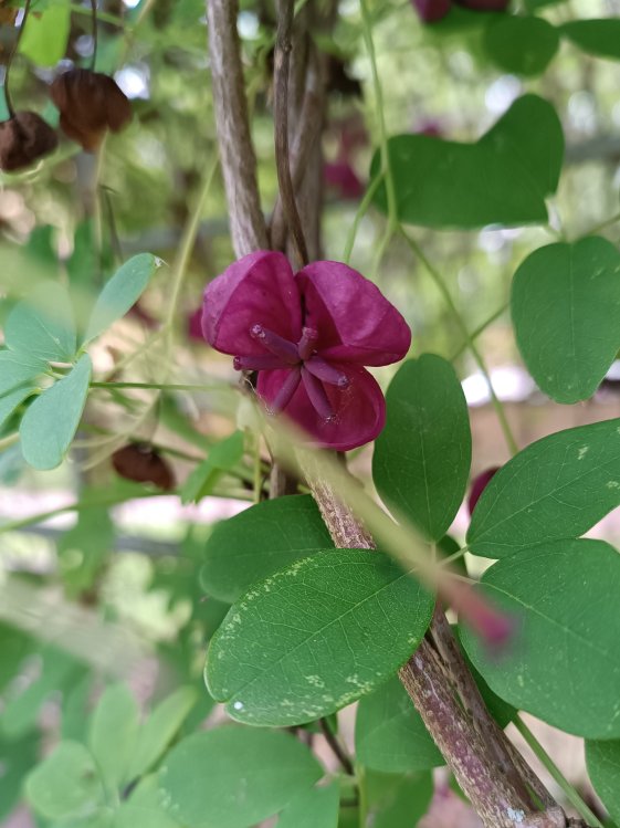 detail Akébie pětičetná