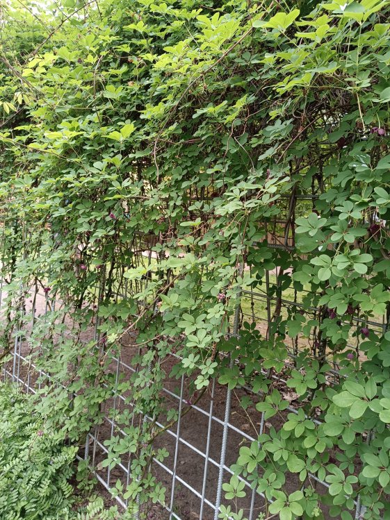 detail Akébie pětičetná