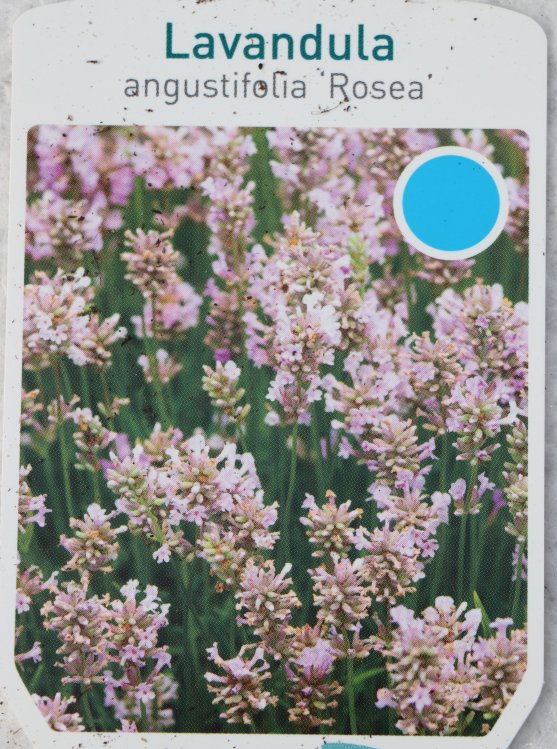 detail Levandule lékařská 'Rosea'