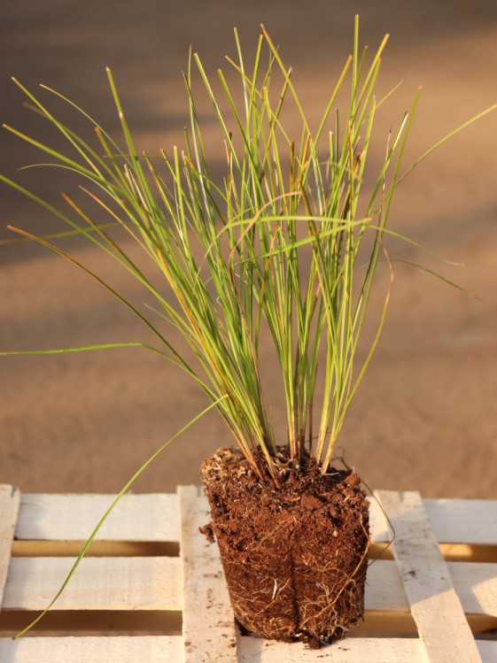 detail Ostřice ´Prairie Fire´