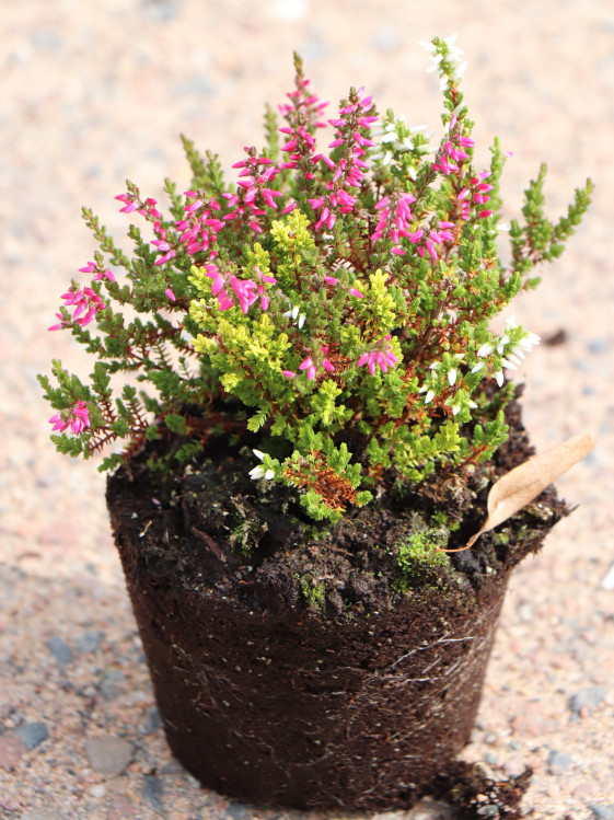 detail Vřes mix barev