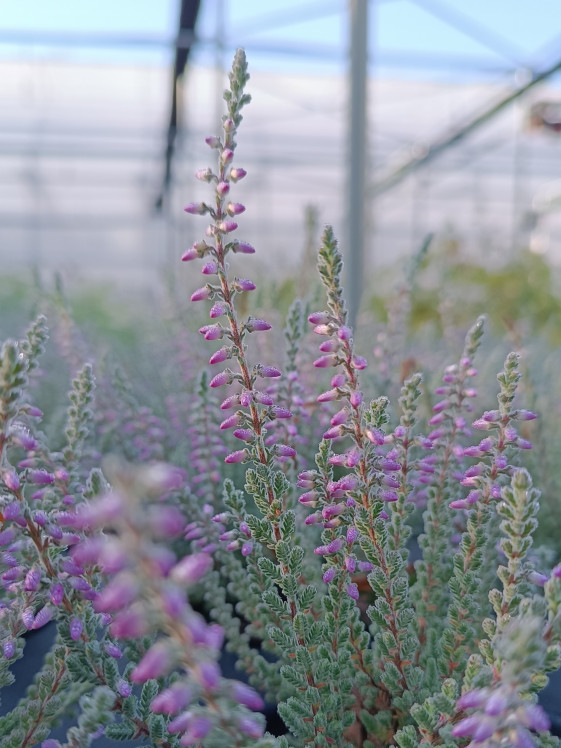 detail Vřes obecný 'Silvana'