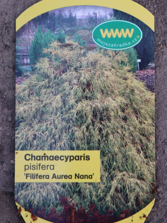 detail Cypřišek hrachonosný 'Filifera Aurea Nana'