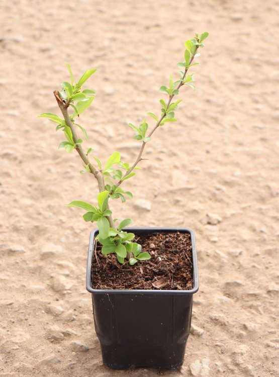 detail Kdoulovec lahvicovitý 'Yukigoten'