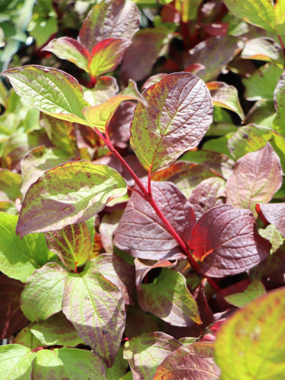 detail Svída bílá 'Sibirica'