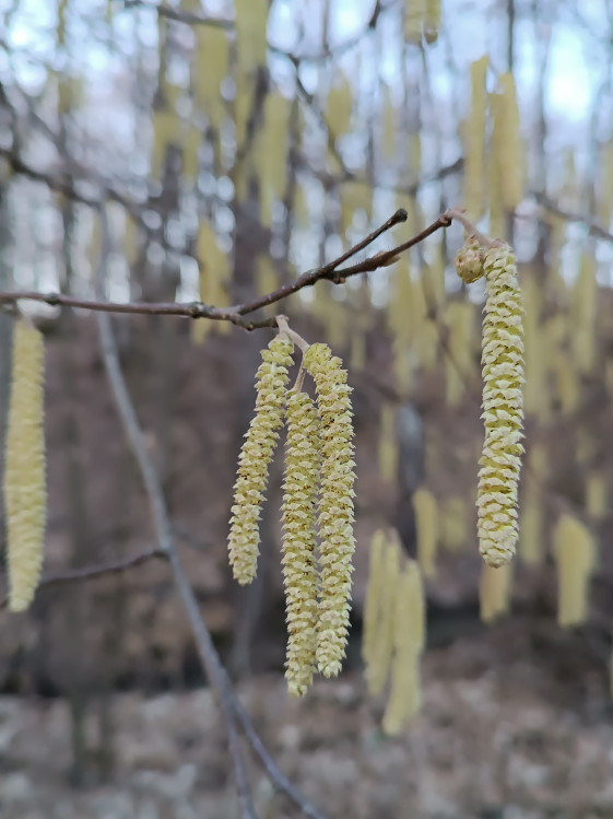 detail Líska obecná - semenáč