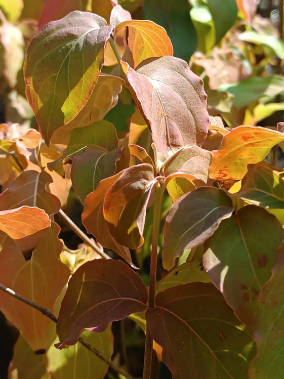 detail Dřín japonský