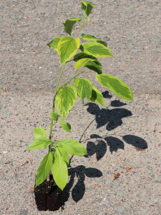 detail Svída výběžkatá 'Hedgerows Gold'