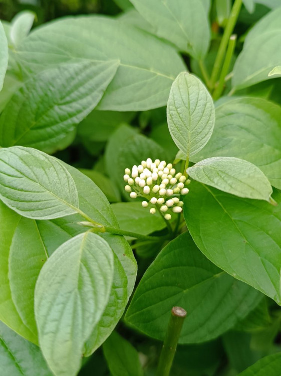detail Svída výběžkatá 'Flaviramea'