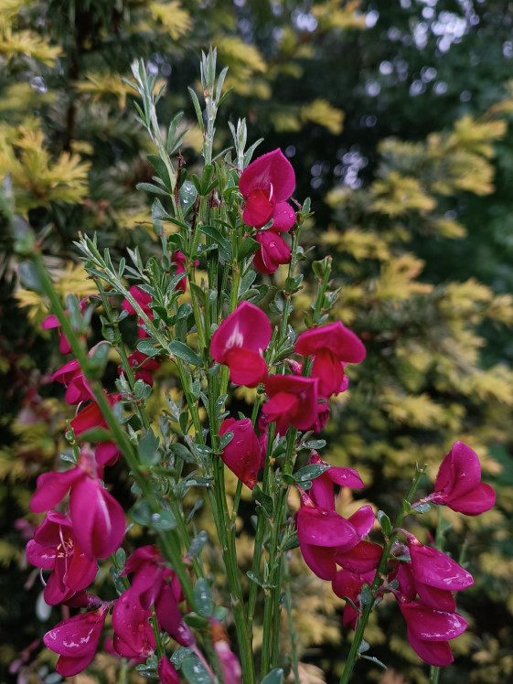 detail Čilimník 'BOSKOOP RUBY´
