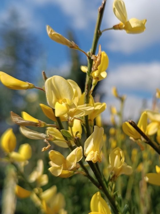 detail Čilimník časný ´Allgold´