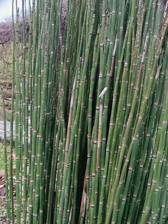 detail Přeslička zimní