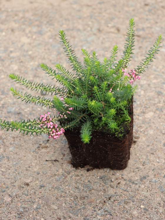 detail Vřesovec těkavý 'St. Keverne'