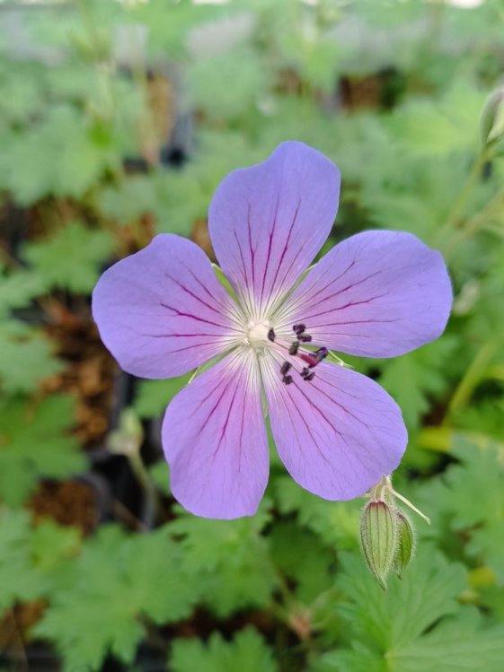 detail Kakost 'Johnson´s Blue'