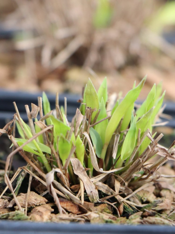 detail Rákosovka velká 'Sunflare´