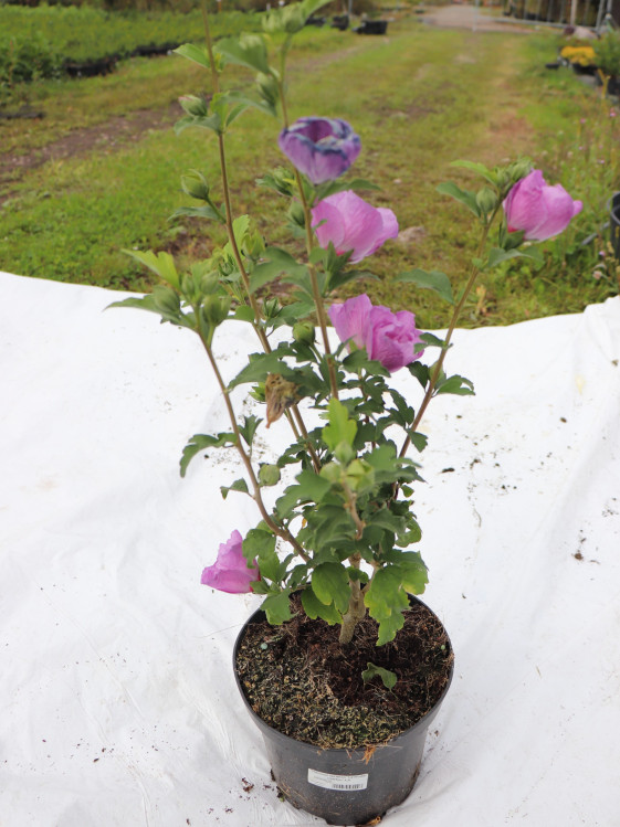 detail Ibišek syrský 'Lavender Chiffon'