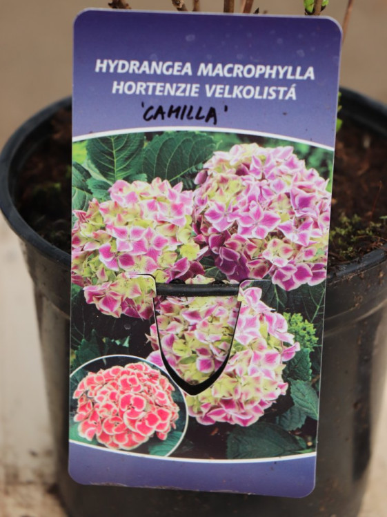 detail Hortenzie velkolistá 'Camilla'