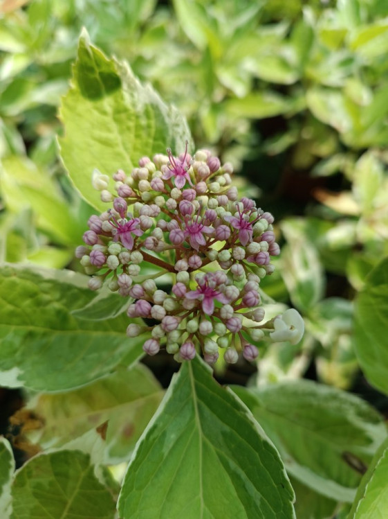 detail Hortenzie velkolistá 'Trico'