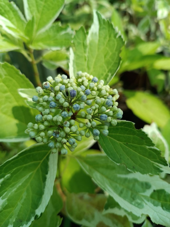 detail Hortenzie velkolistá 'Trico'