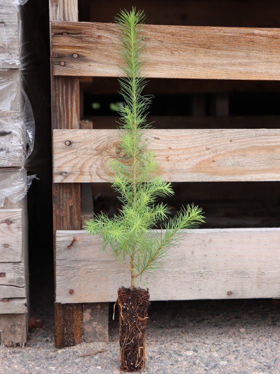 detail Modřín japonský