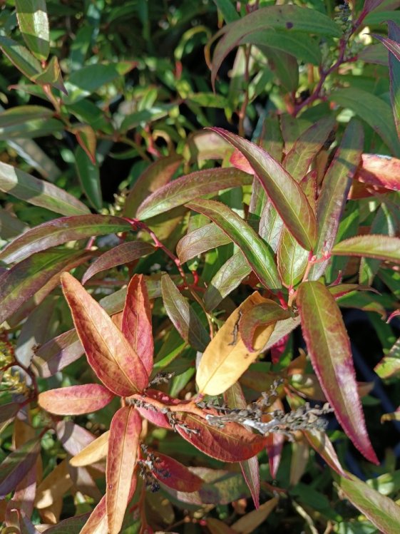 detail Leucothoe 'Halloween'