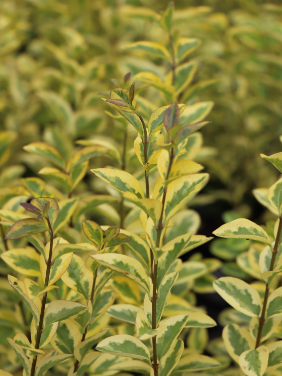 detail Ptačí zob vejčitolistý 'Aureum'