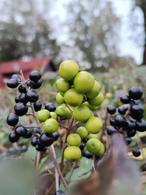 detail Ptačí zob obecný 'Compacta'