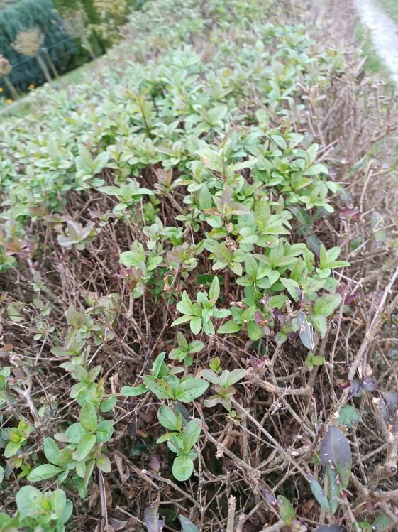 detail Ptačí zob obecný 'Compacta'