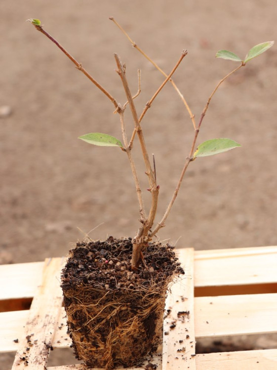 detail Zimolez vonný