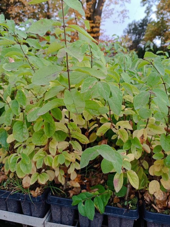 detail Zimolez obecný