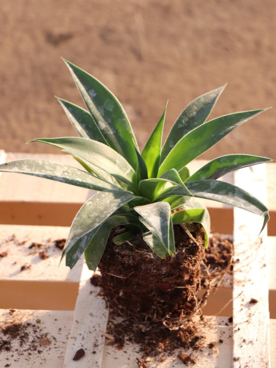 detail Mangave ´Lavender Lady´