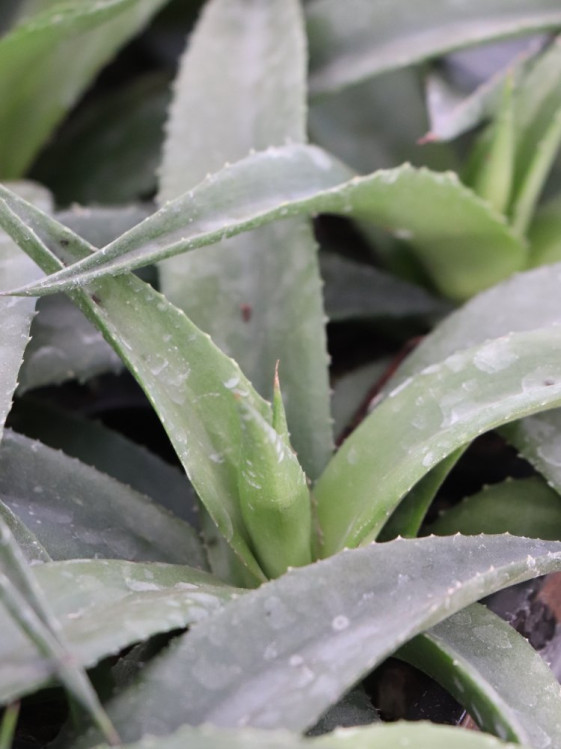 detail Mangave ´Redwing´