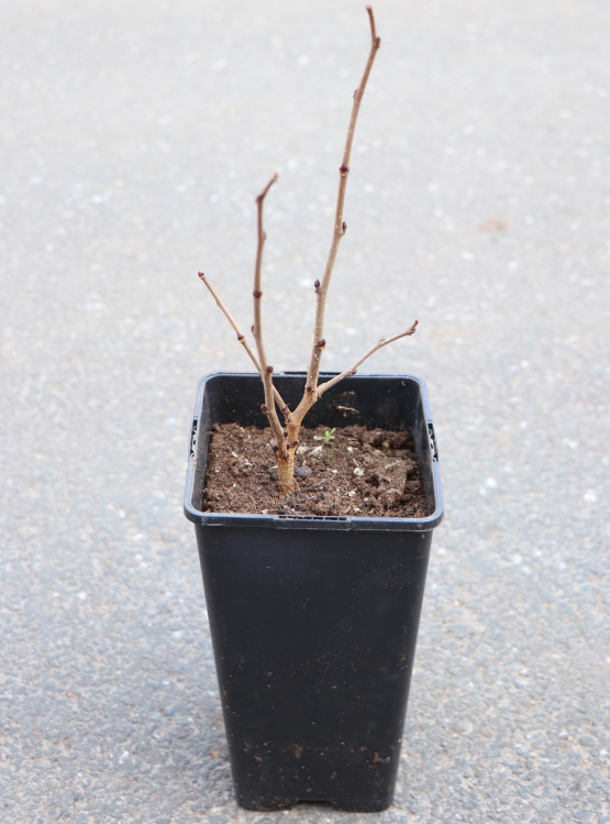 detail Moruše černá 'Trnavská'