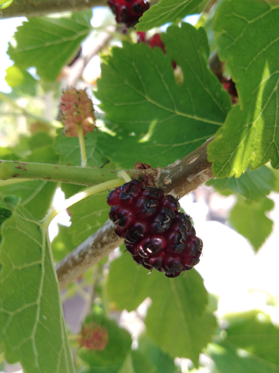 detail Moruše černá - Morušovník černý