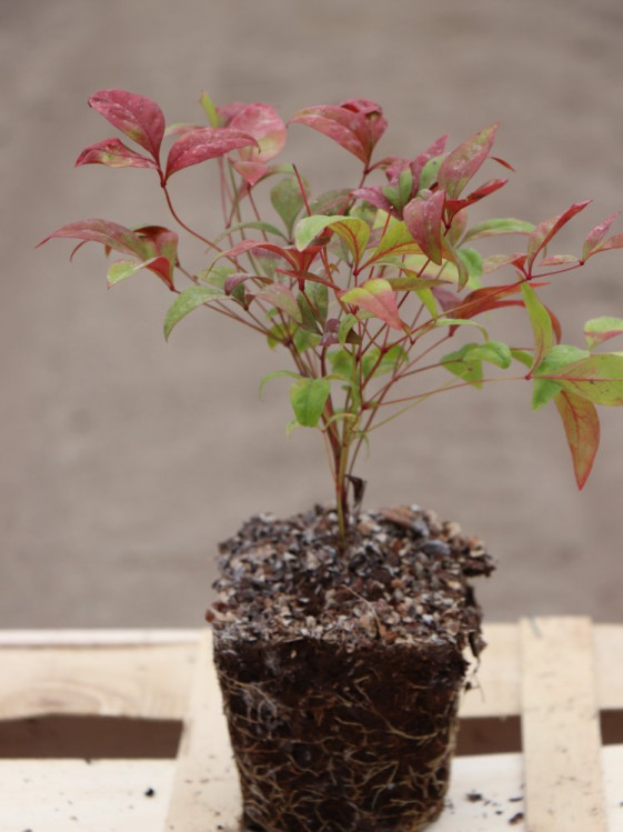 detail Nandina domácí 'Blush Pink' ®