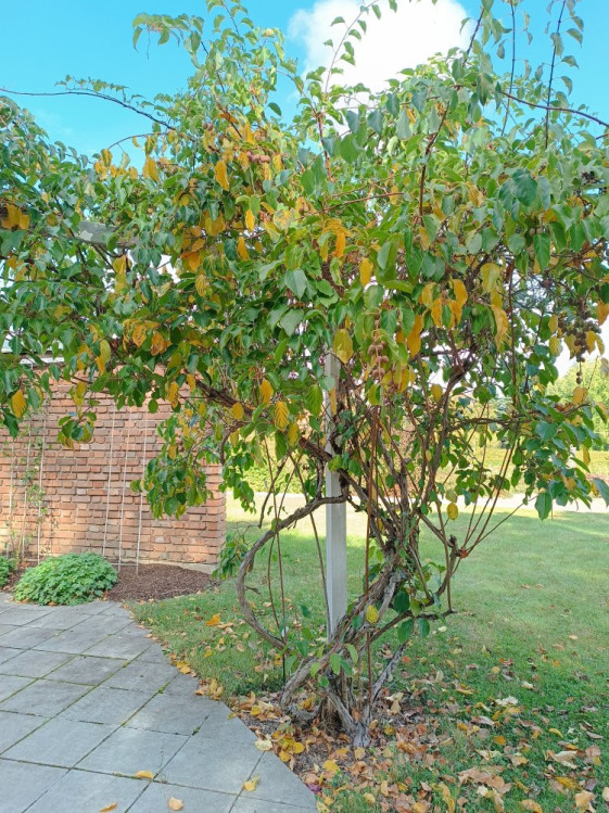 detail Aktinidie význačná (kiwi) 'Weiki'