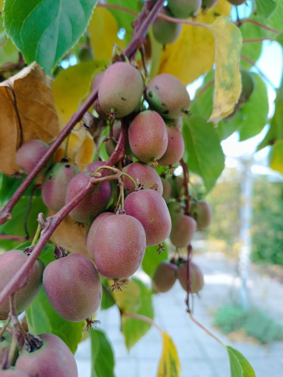 detail Aktinidie význačná (kiwi) 'Weiki'